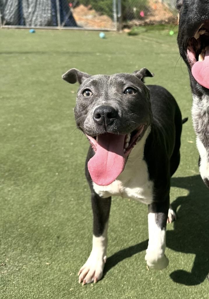 Enlarge Piglet, a ADOPTABLE Staffordshire Bull Terrier in Charlotte, NC image 1/6