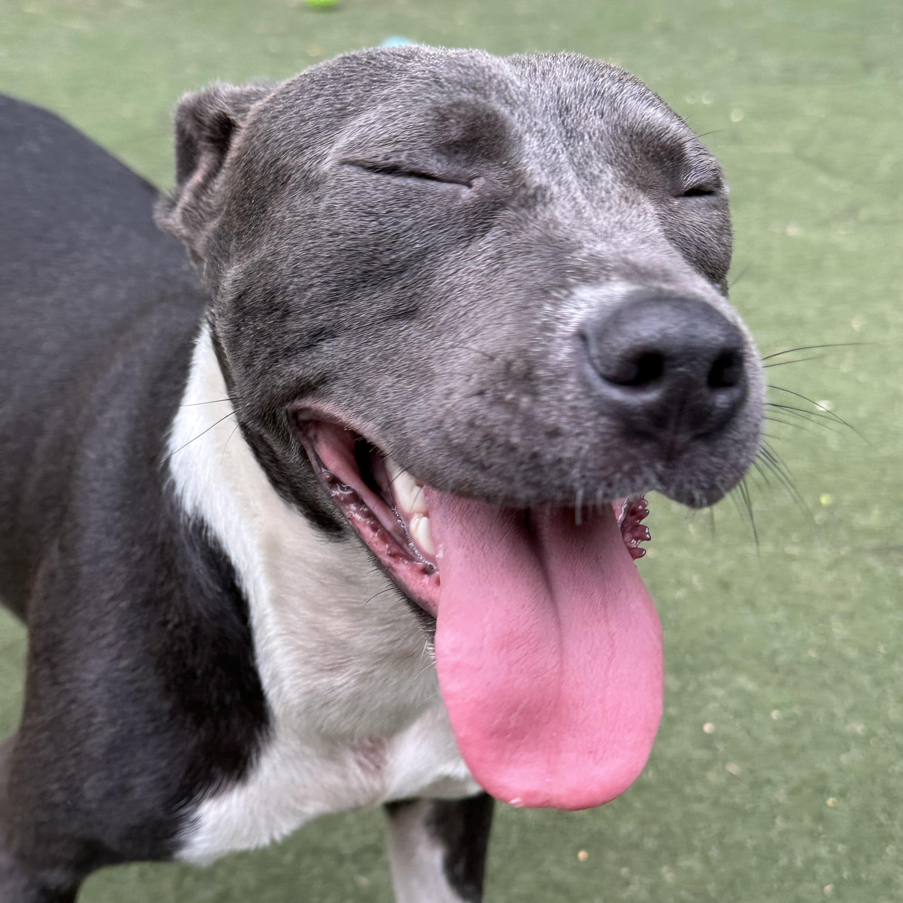 Enlarge Piglet, a ADOPTABLE Staffordshire Bull Terrier in Charlotte, NC image 4/6