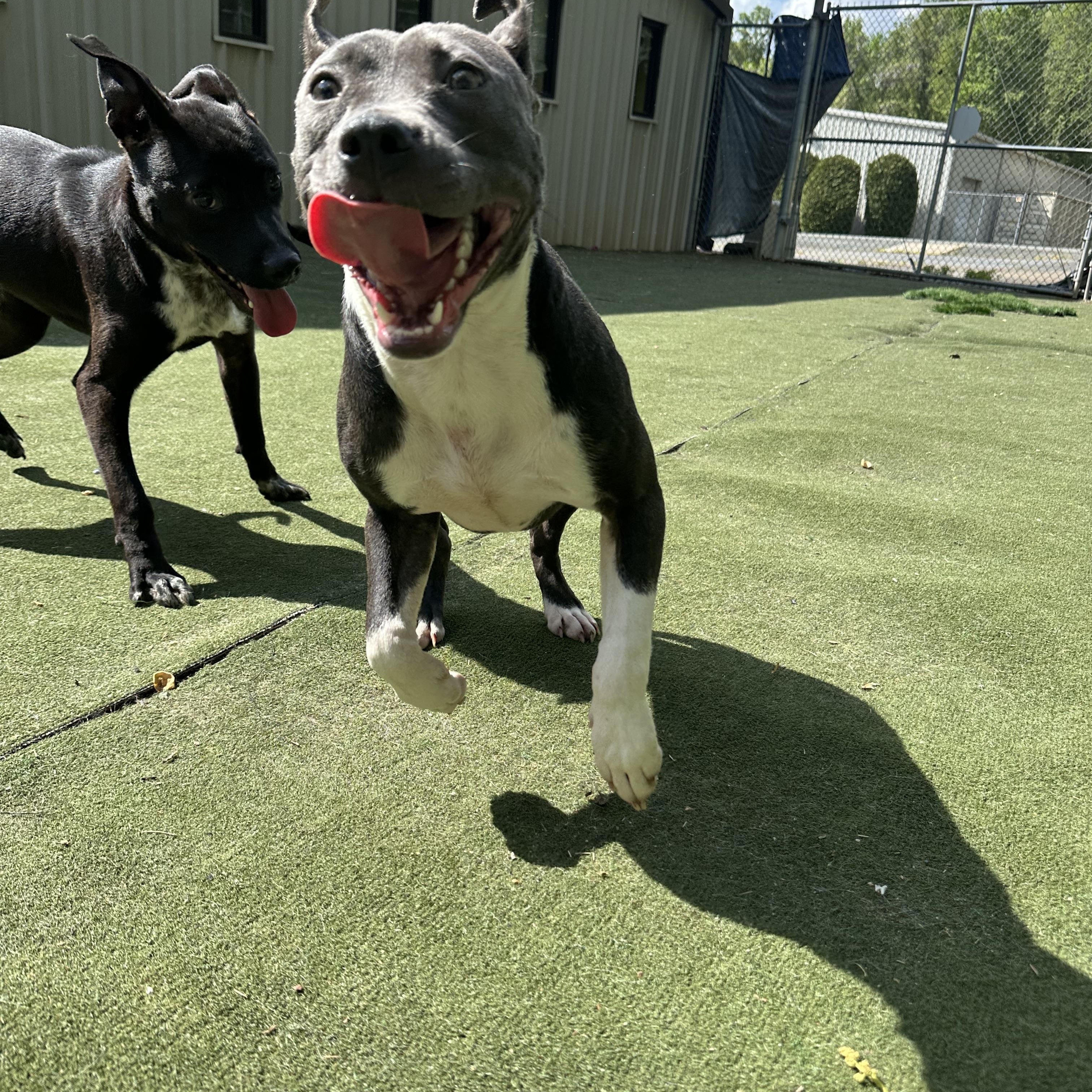 Enlarge Piglet, a ADOPTABLE Staffordshire Bull Terrier in Charlotte, NC image 6/6