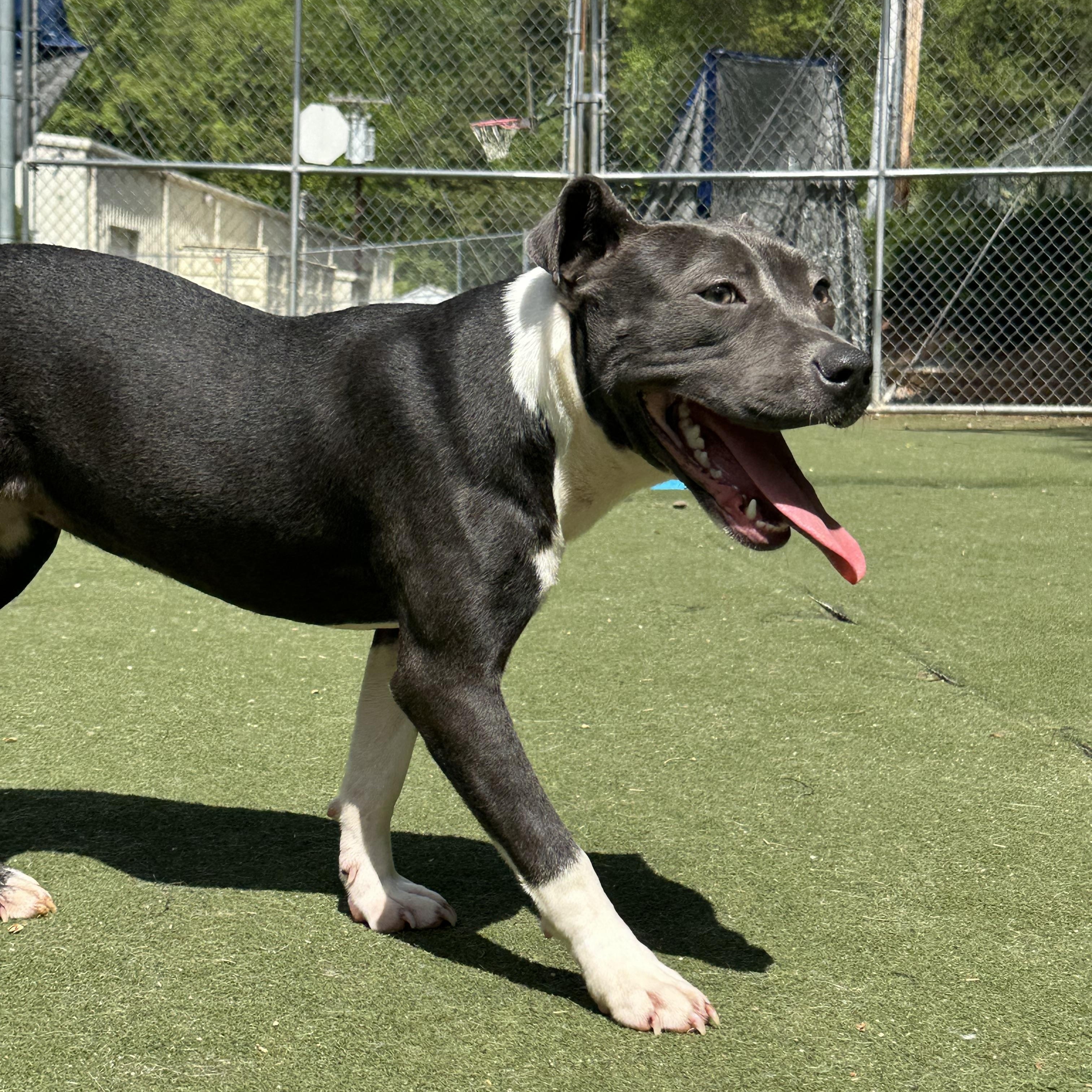 Enlarge Piglet, a ADOPTABLE Staffordshire Bull Terrier in Charlotte, NC image 3/6