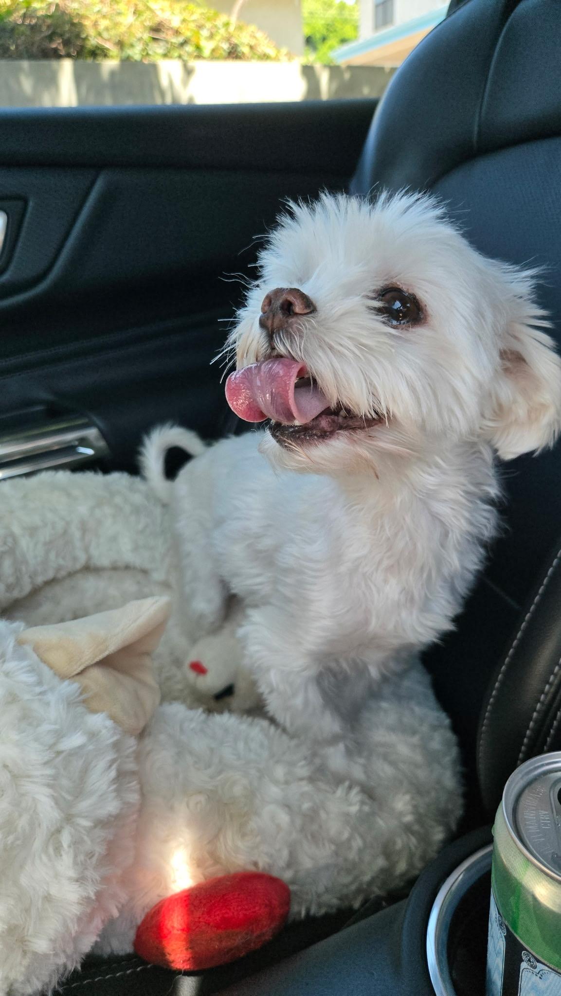 Enlarge Mochi, an adopted Maltese in Covina, CA image 3/3
