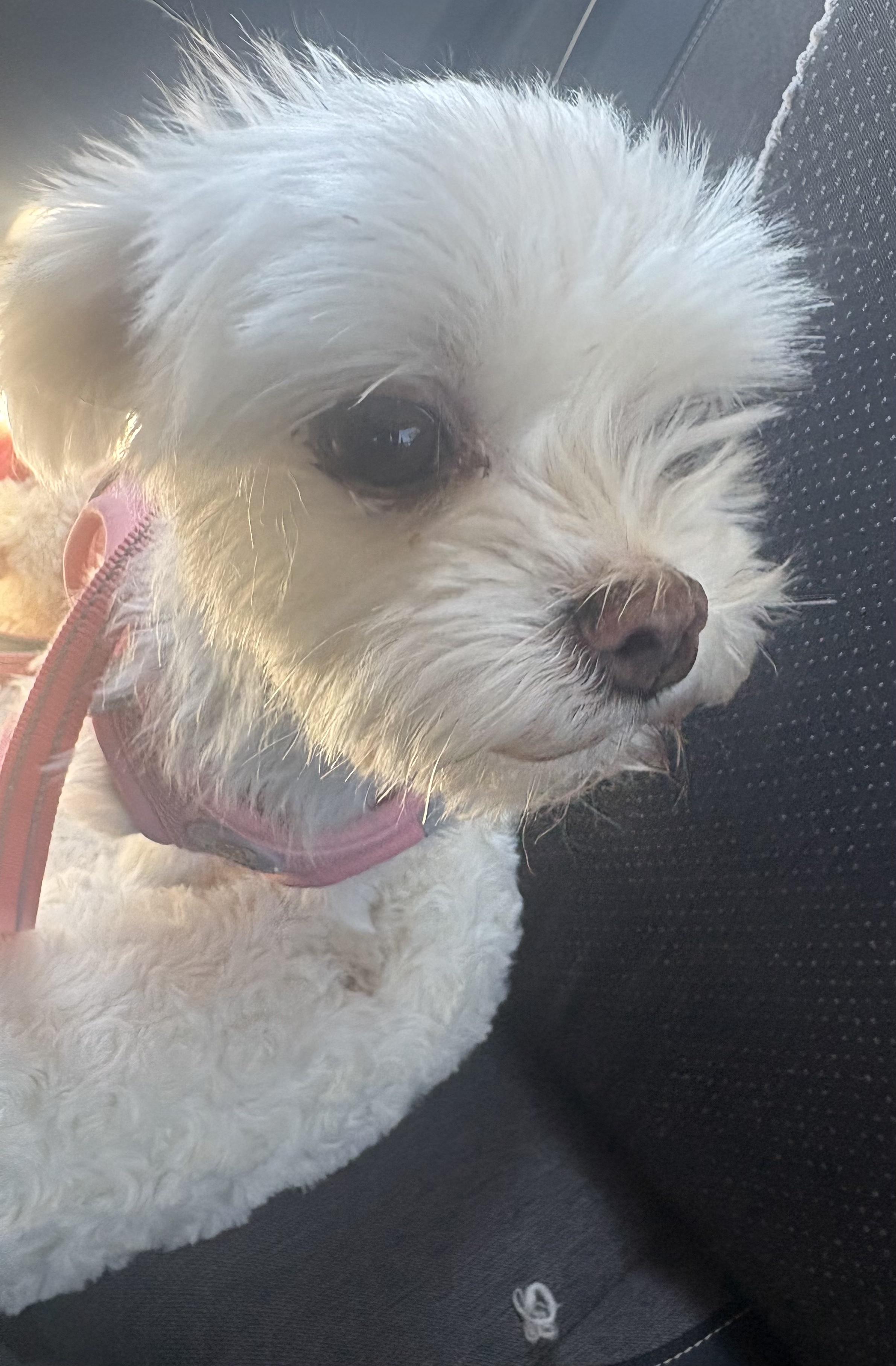 Enlarge Mochi, an adopted Maltese in Covina, CA image 1/3