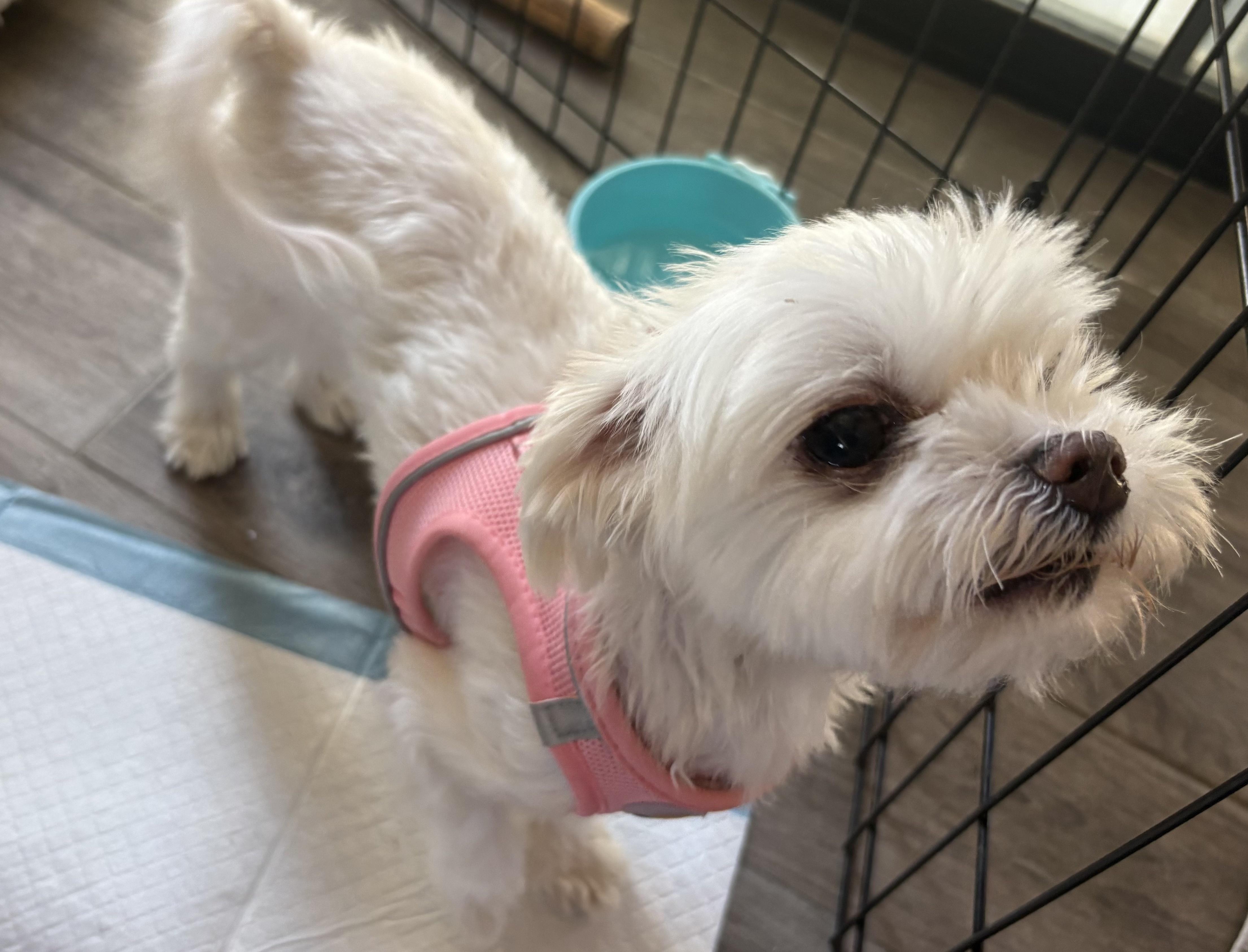 Enlarge Mochi, an adopted Maltese in Covina, CA image 2/3
