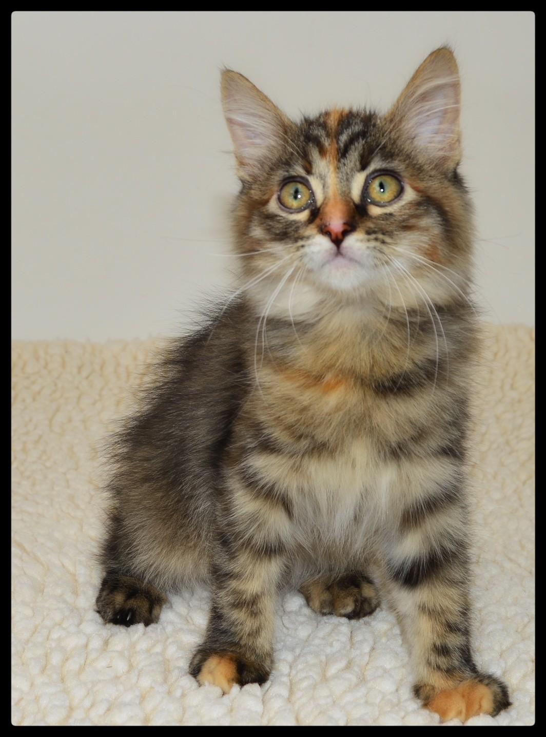 Rosie, ADOPTABLE, Kitten Female Torbie.