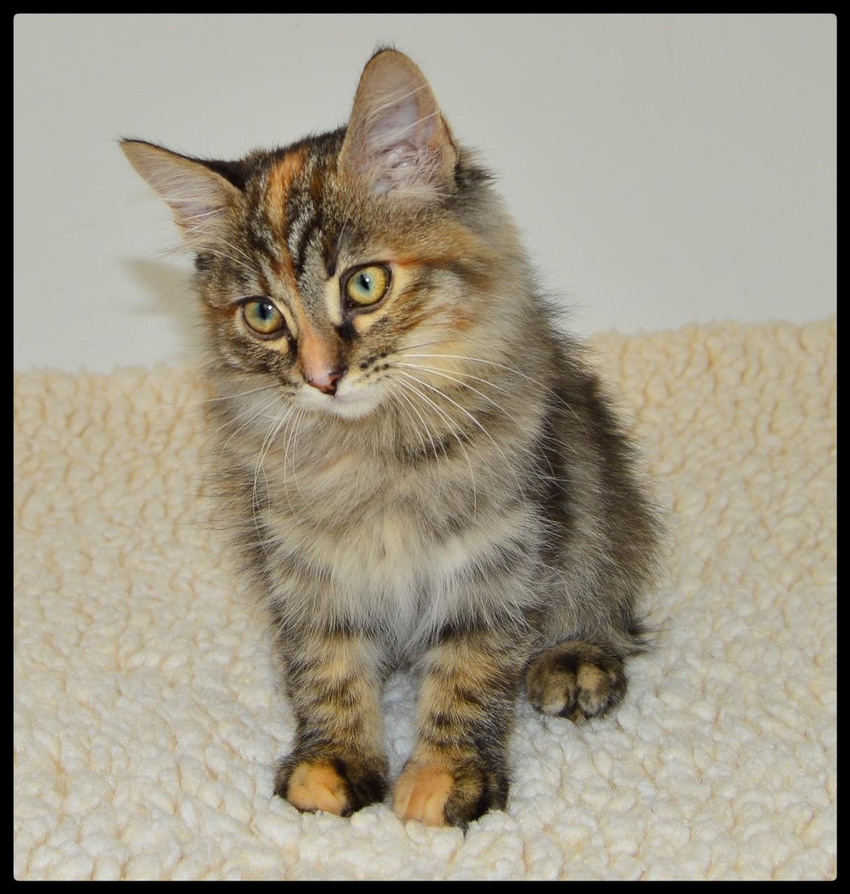 Rosie, a ADOPTABLE Torbie in San Andreas, CA image 2/2