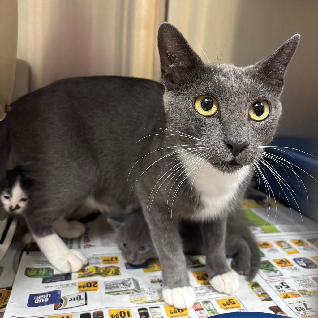 Didi, a Adoptable Domestic Short Hair in Roxboro, NC image 1/3