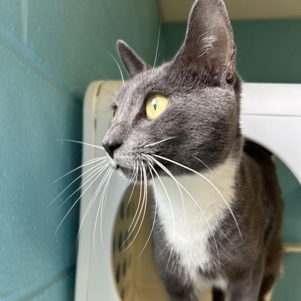 Didi, Adoptable, Adult Female Domestic Short Hair.