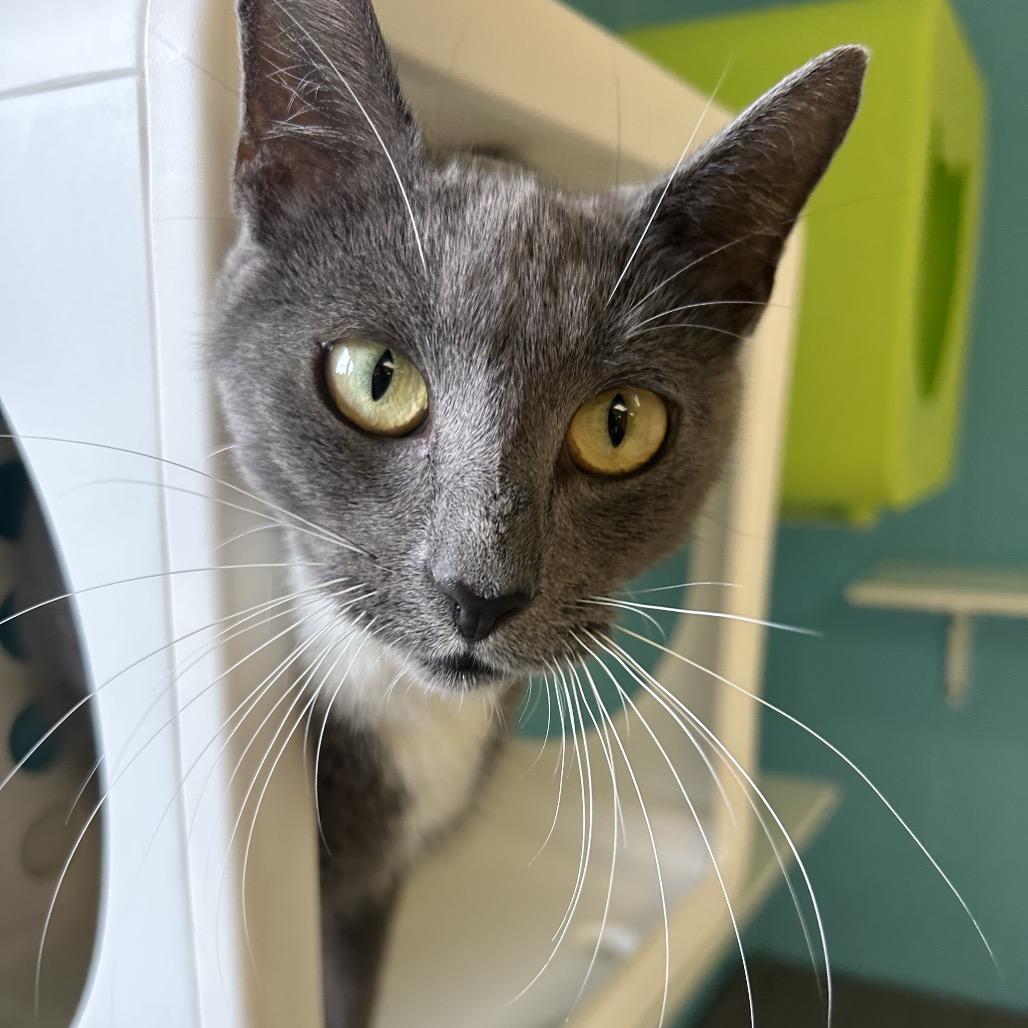 Didi, a Adoptable Domestic Short Hair in Roxboro, NC image 3/3