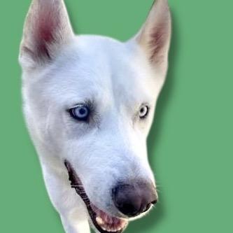 Enlarge Wero, a Adoptable Husky in Scottsdale, AZ image 1/1