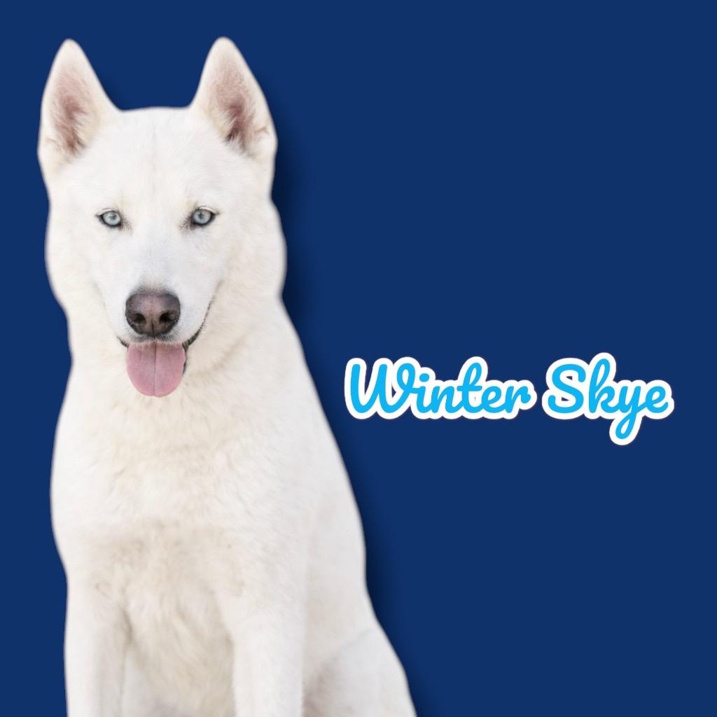 Winter Skye, Adoptable, Adult Male Husky.