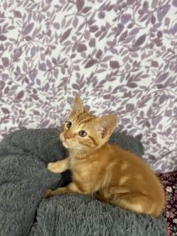 Simba*, Adoptable, Kitten Male American Shorthair.