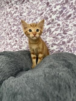 Enlarge Simba*, a Adoptable American Shorthair in Standish, MI image 2/6