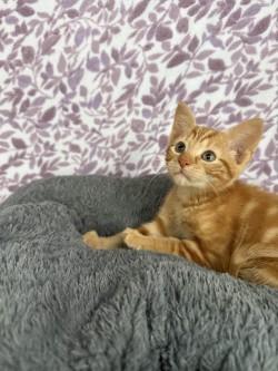 Enlarge Simba*, a Adoptable American Shorthair in Standish, MI image 3/6