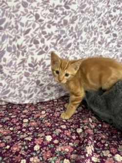 Enlarge Simba*, a Adoptable American Shorthair in Standish, MI image 4/6