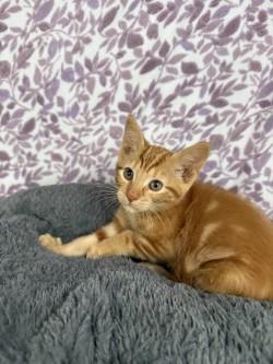 Enlarge Simba*, a Adoptable American Shorthair in Standish, MI image 5/6