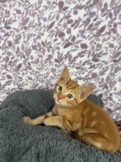 Enlarge Simba*, a Adoptable American Shorthair in Standish, MI image 6/6