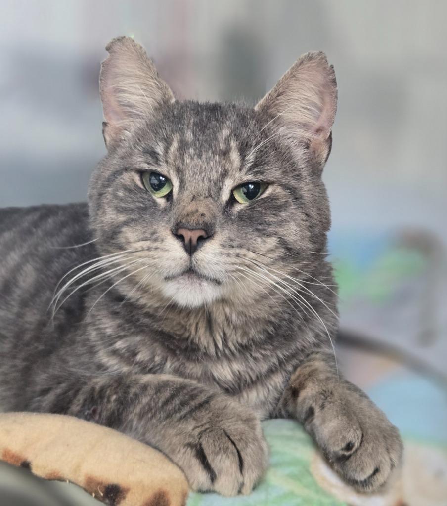 Noodle, Adoptable, Adult Male Domestic Short Hair.