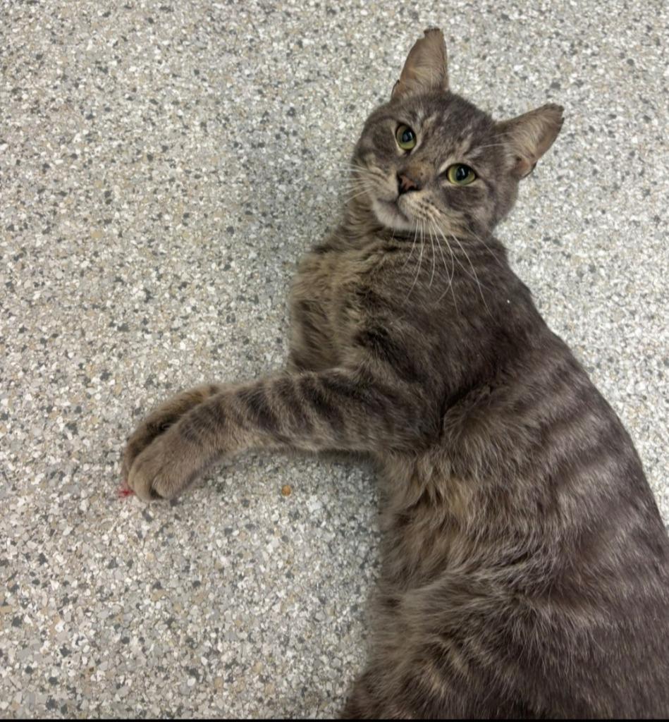 Enlarge Noodle, a Adoptable mixed breed in Viroqua, WI image 2/2