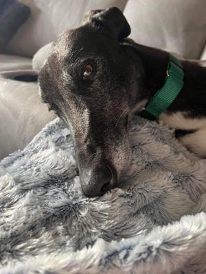 Josie, an adopted Greyhound in Berkley, MI_image-1