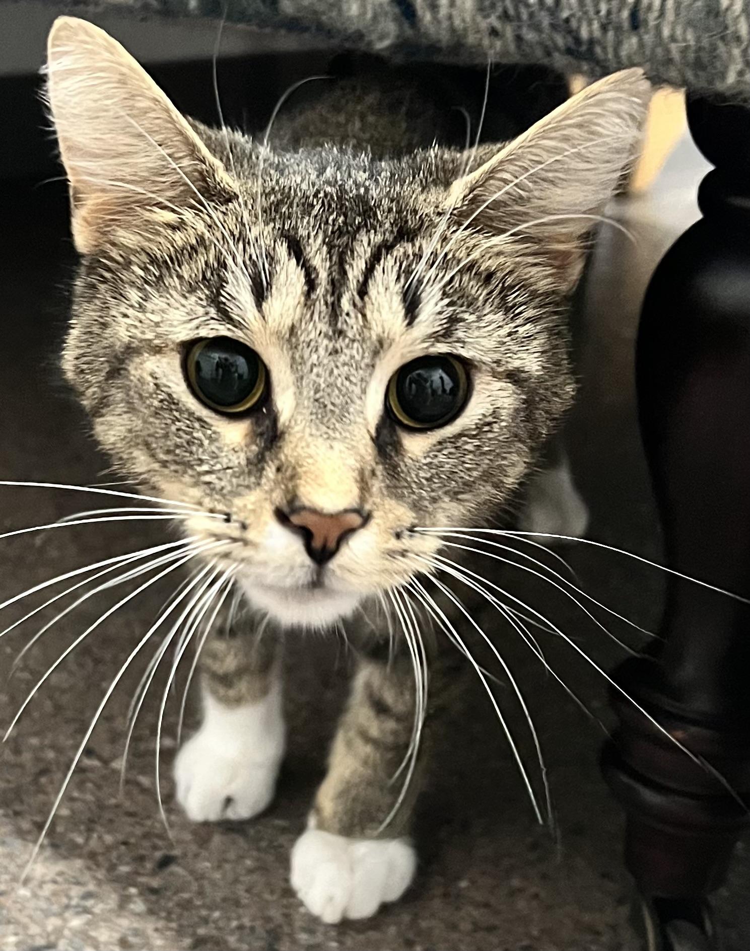CC, an adoptable Domestic Short Hair in Sault Sainte Marie, MI, 49783 | Photo Image 1