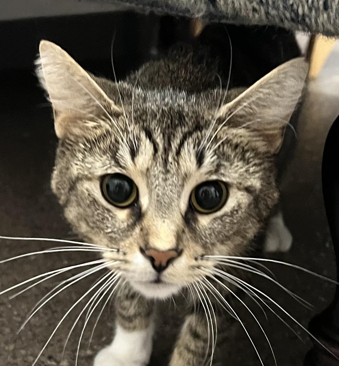 CC, an adoptable Domestic Short Hair in Sault Sainte Marie, MI, 49783 | Photo Image 3