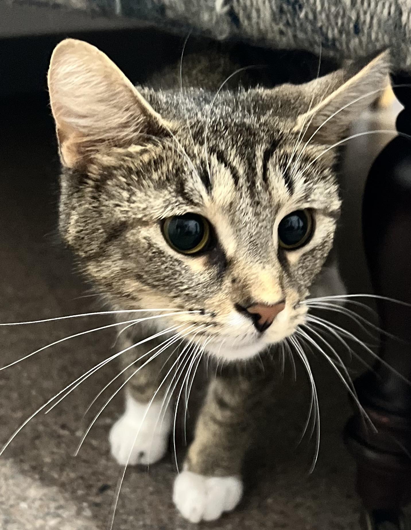 CC, an adoptable Domestic Short Hair in Sault Sainte Marie, MI, 49783 | Photo Image 2
