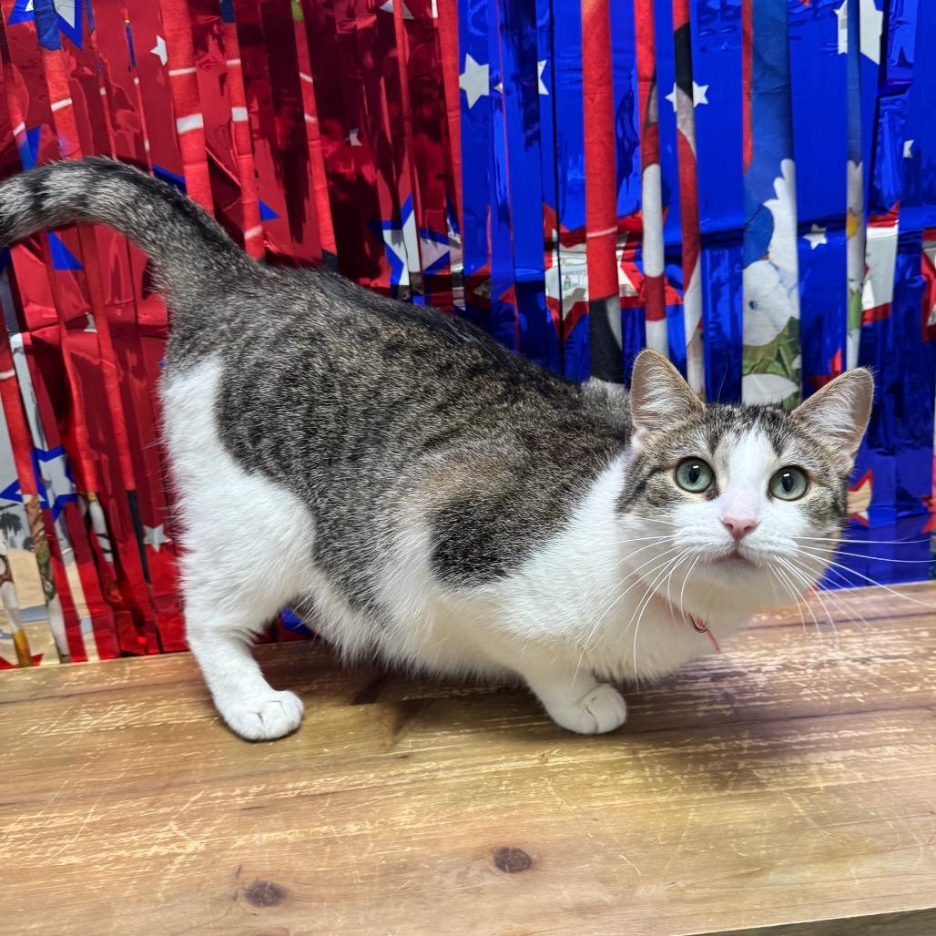 Apple Pie, Adoptable, Adult Female Domestic Short Hair.