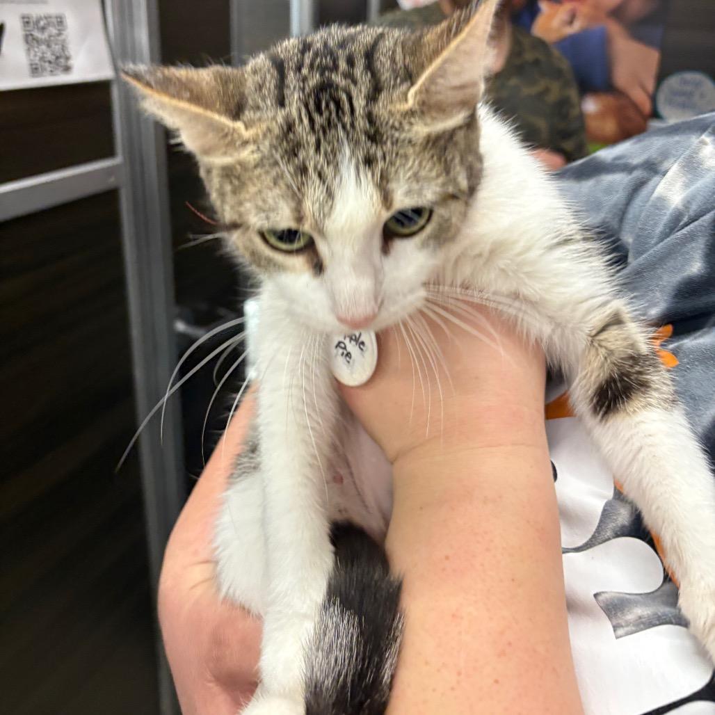 Apple Pie, Adoptable, Adult Female Domestic Short Hair.