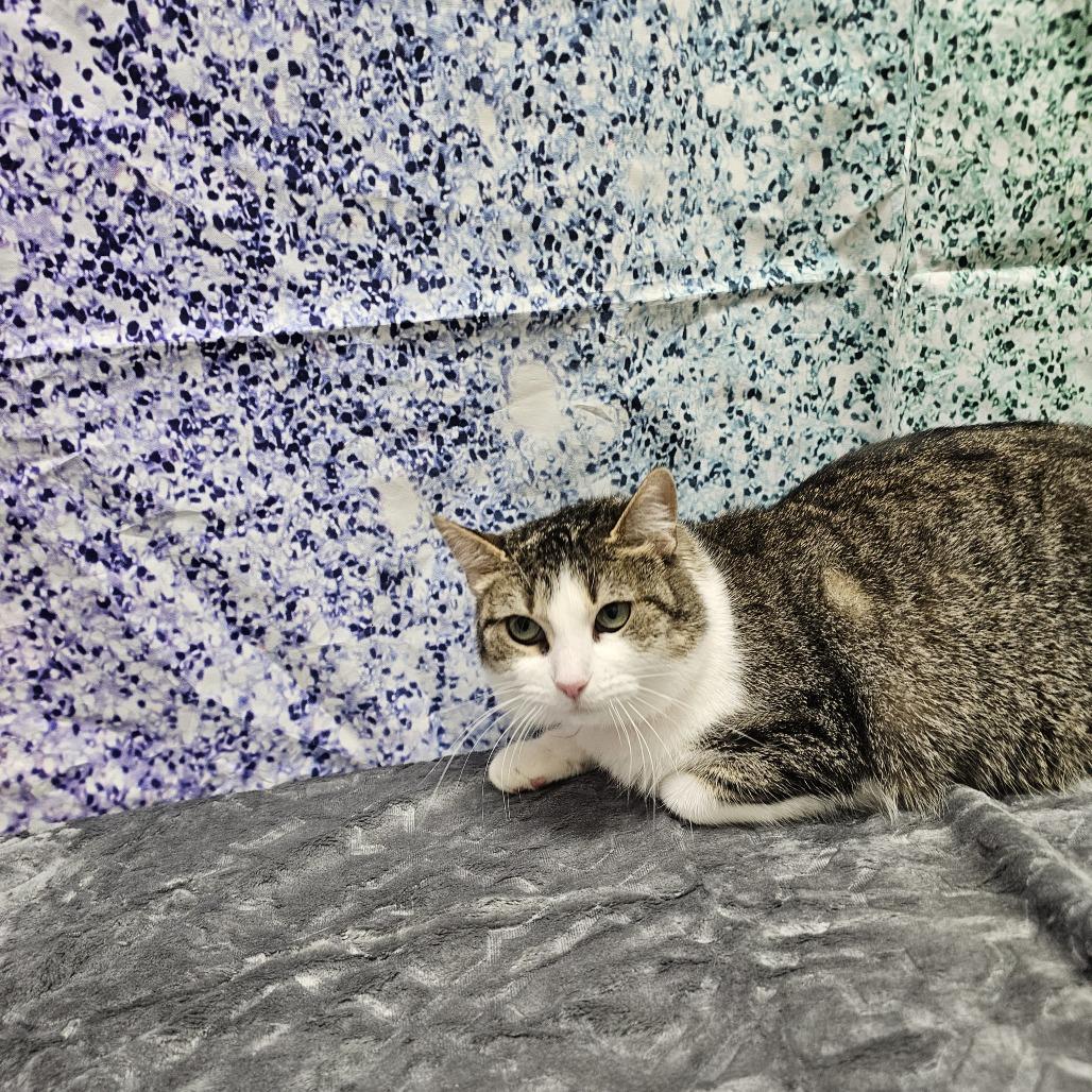 Apple Pie, a Adoptable Domestic Short Hair in Normal, IL image 2/5