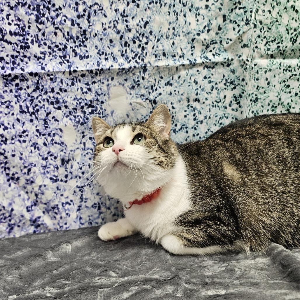 Apple Pie, a Adoptable Domestic Short Hair in Normal, IL image 3/5