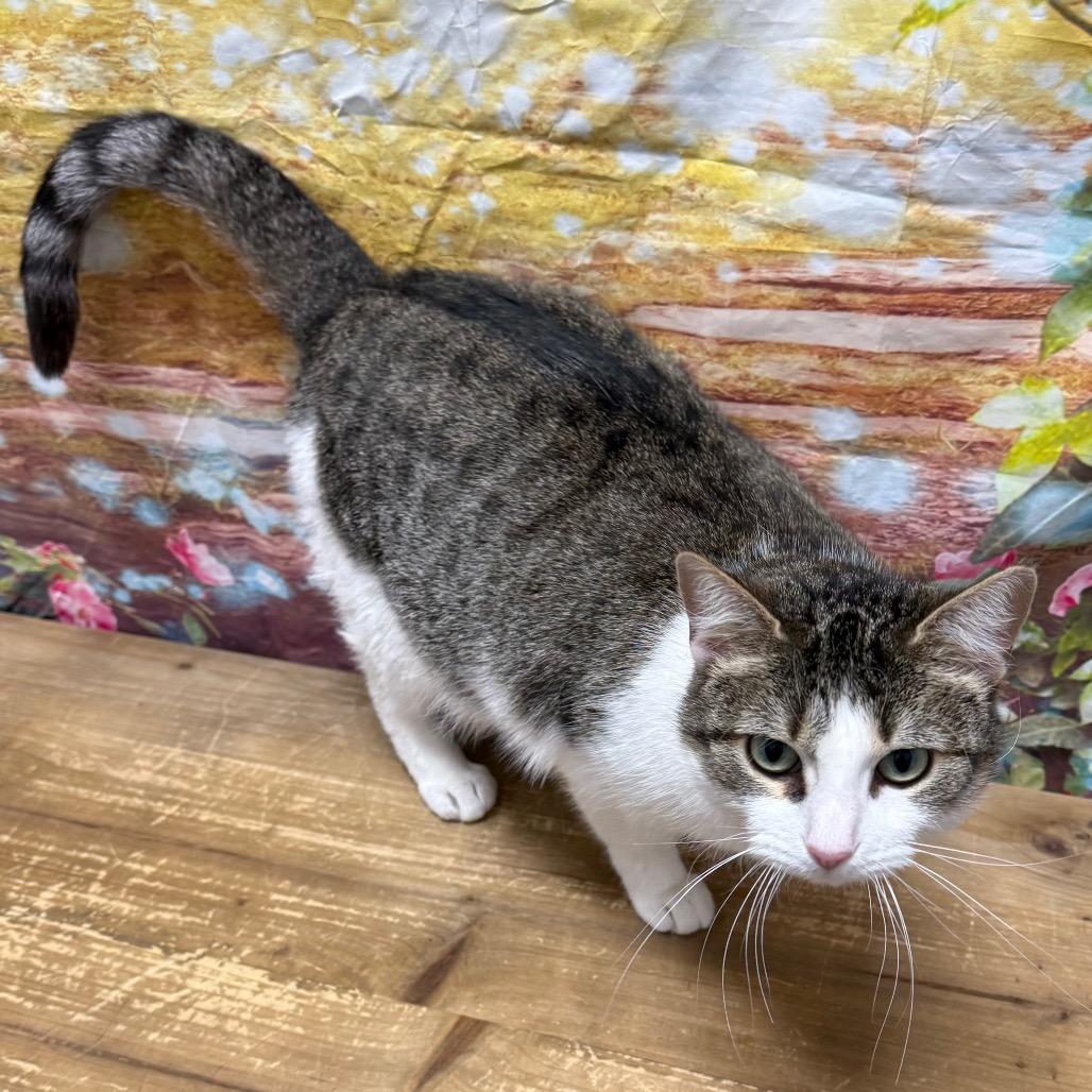 Apple Pie, a Adoptable Domestic Short Hair in Normal, IL image 2/2