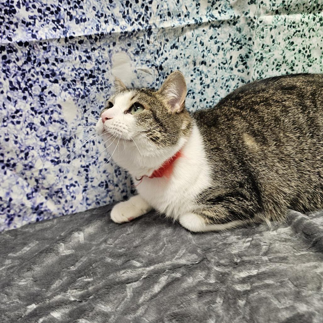 Apple Pie, a Adoptable Domestic Short Hair in Normal, IL image 5/5