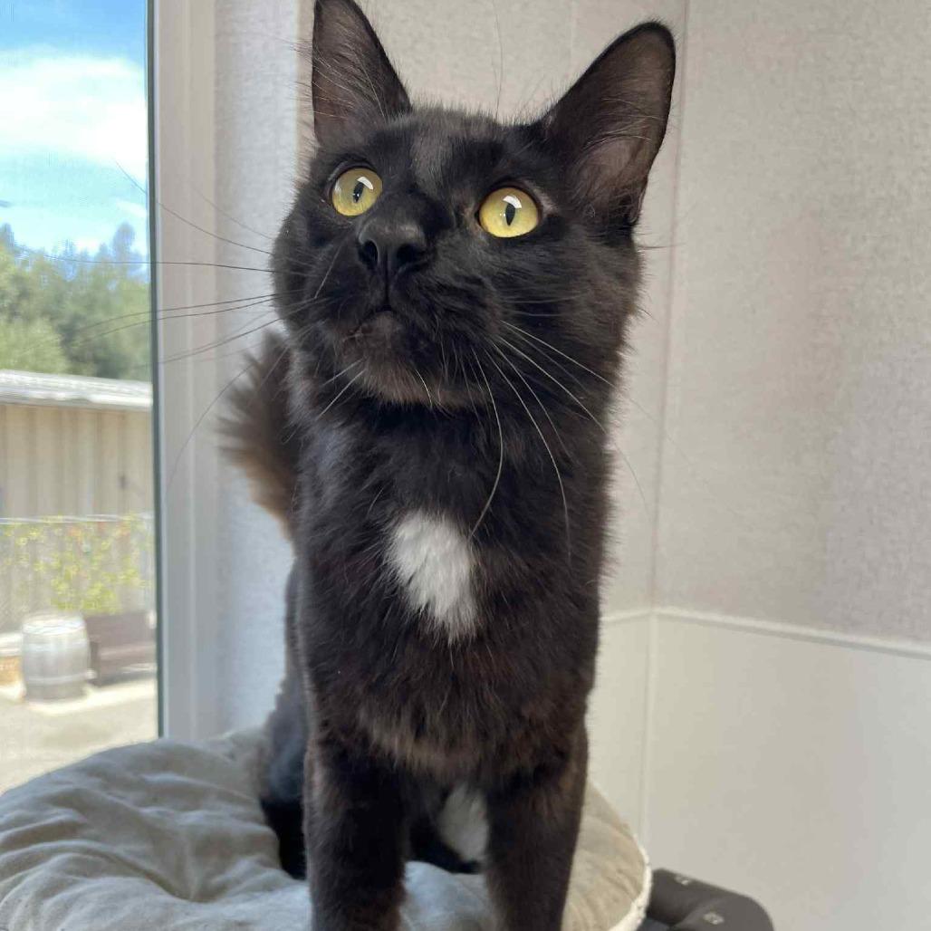 Sunny, a Adoptable Domestic Long Hair in St. Helena, CA image 1/6