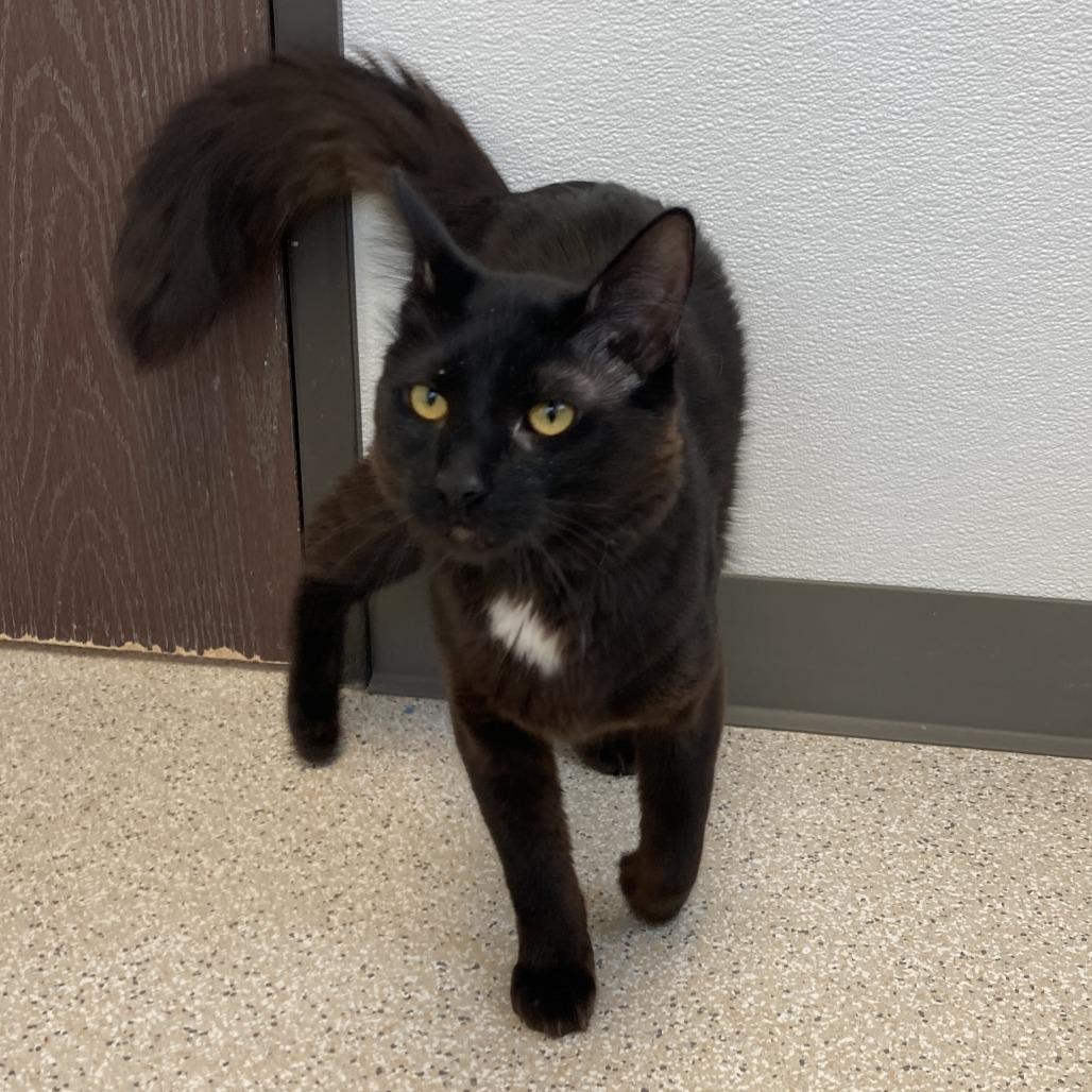 Sunny, a Adoptable Domestic Long Hair in St. Helena, CA image 2/6