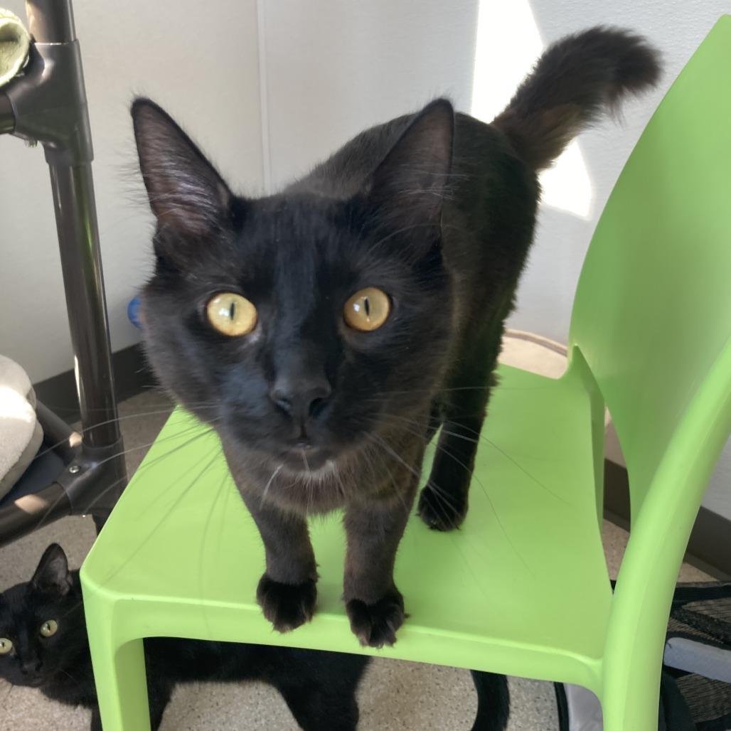 Sunny, a Adoptable Domestic Long Hair in St. Helena, CA image 3/6