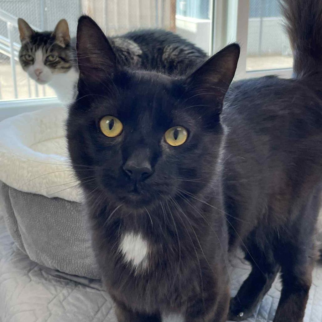 Sunny, a Adoptable Domestic Long Hair in St. Helena, CA image 4/6