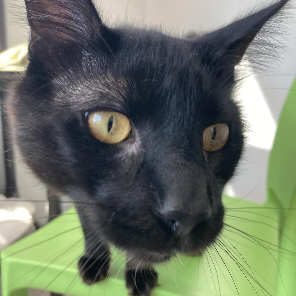 Sunny, a Adoptable Domestic Long Hair in St. Helena, CA image 5/6