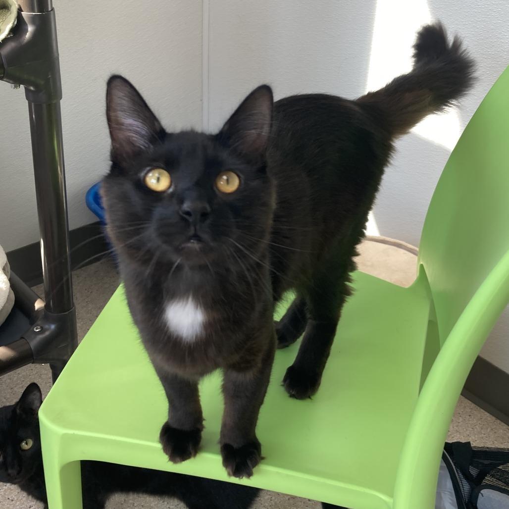 Sunny, a Adoptable Domestic Long Hair in St. Helena, CA image 6/6