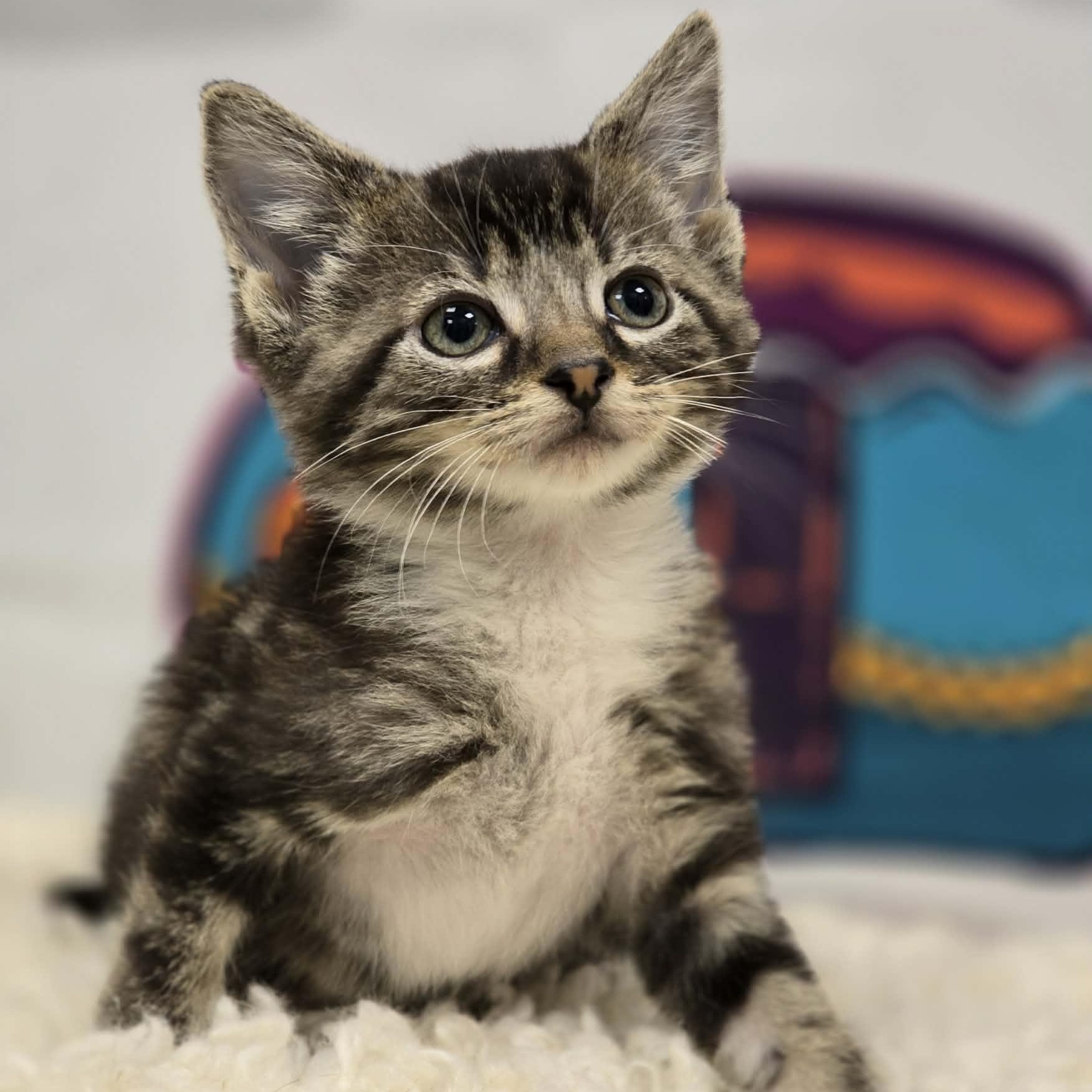 Sequoia, Adoptable, Young Male Domestic Short Hair.
