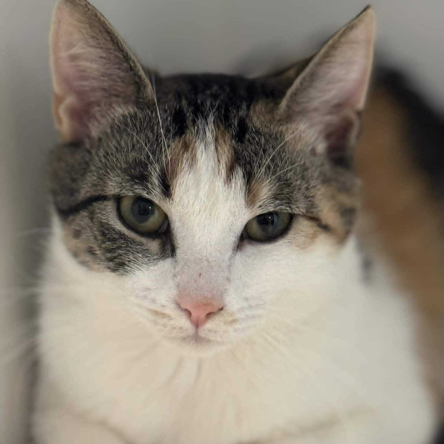 Enlarge Kaya, a ADOPTABLE American Shorthair in Danbury, CT image 2/4