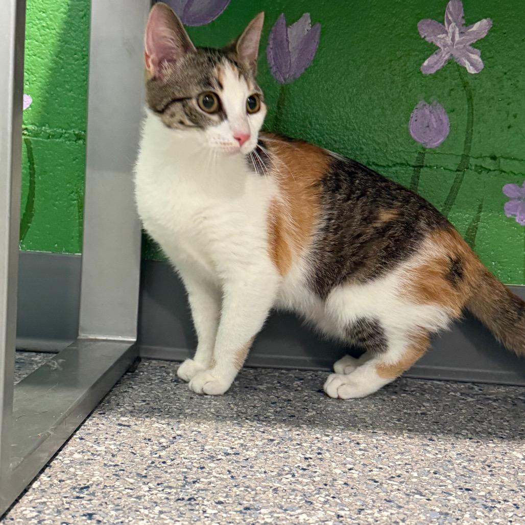 Enlarge Kaya, a ADOPTABLE American Shorthair in Danbury, CT image 1/4