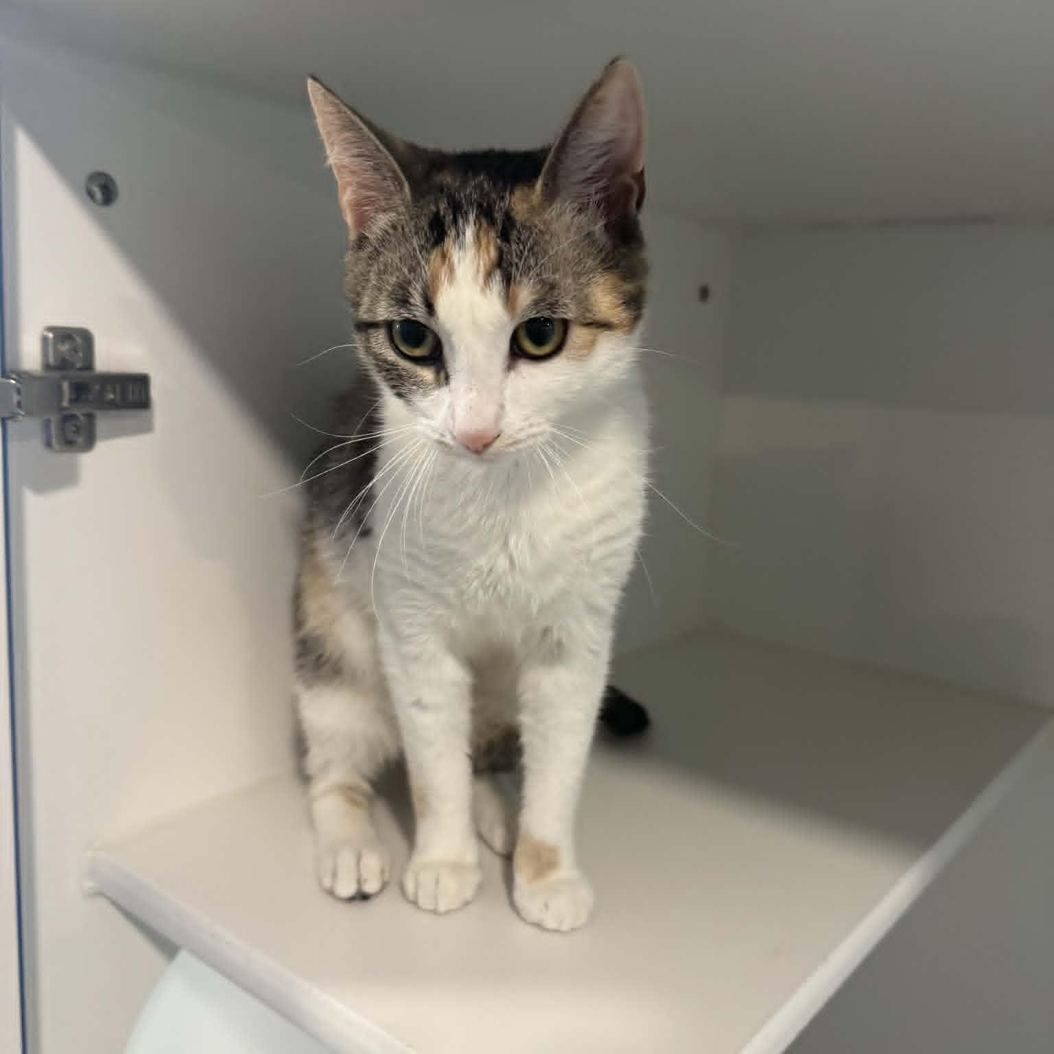 Enlarge Kaya, a ADOPTABLE American Shorthair in Danbury, CT image 3/4