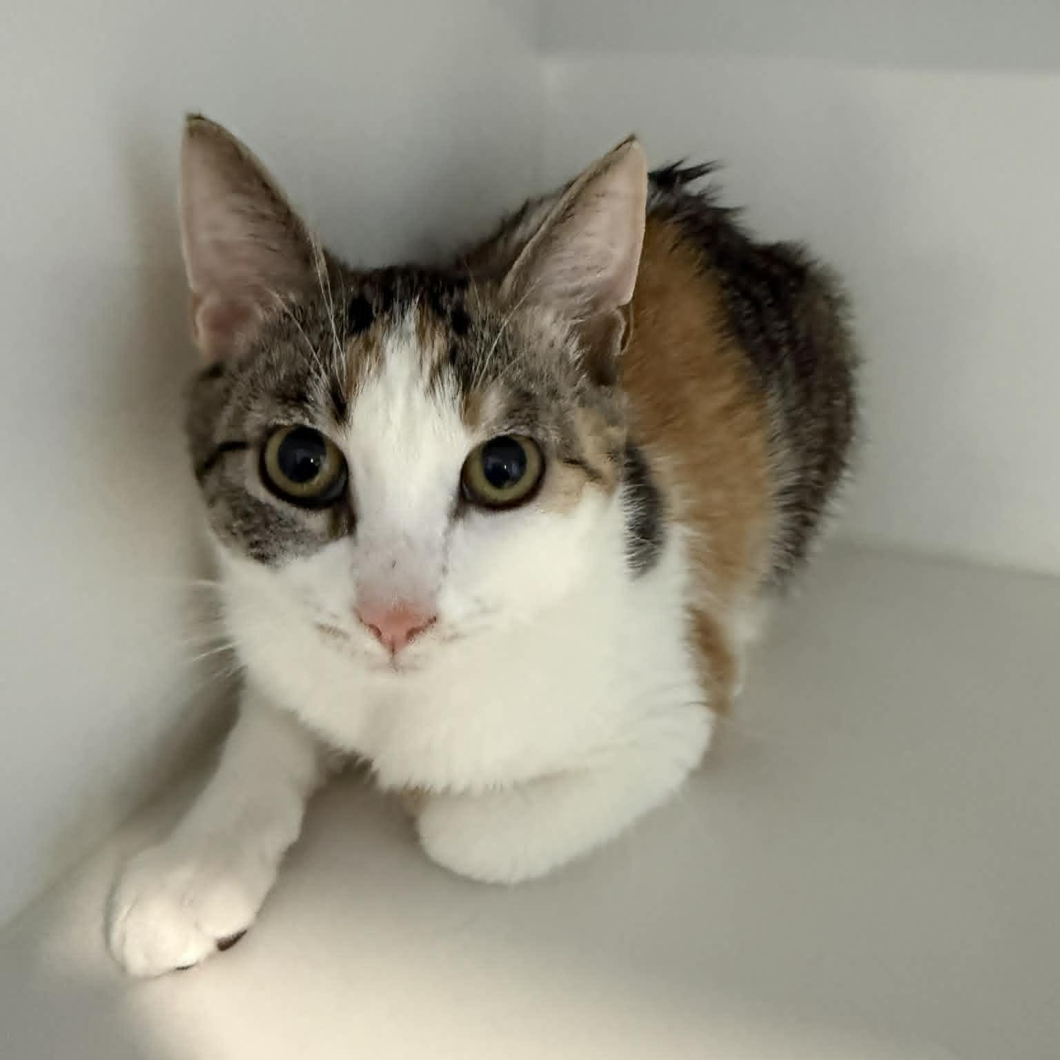 Enlarge Kaya, a ADOPTABLE American Shorthair in Danbury, CT image 4/4