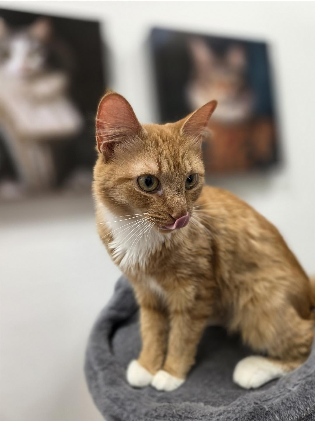 Enlarge Marmalade - Meet me at the Burnsville PetSmart, a Adopted mixed breed in Burnsville , MN image 4/4