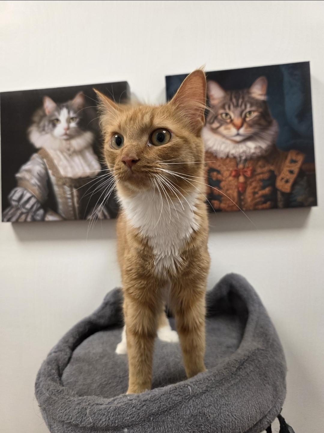 Enlarge Marmalade - Meet me at the Burnsville PetSmart, a Adopted mixed breed in Burnsville , MN image 2/4