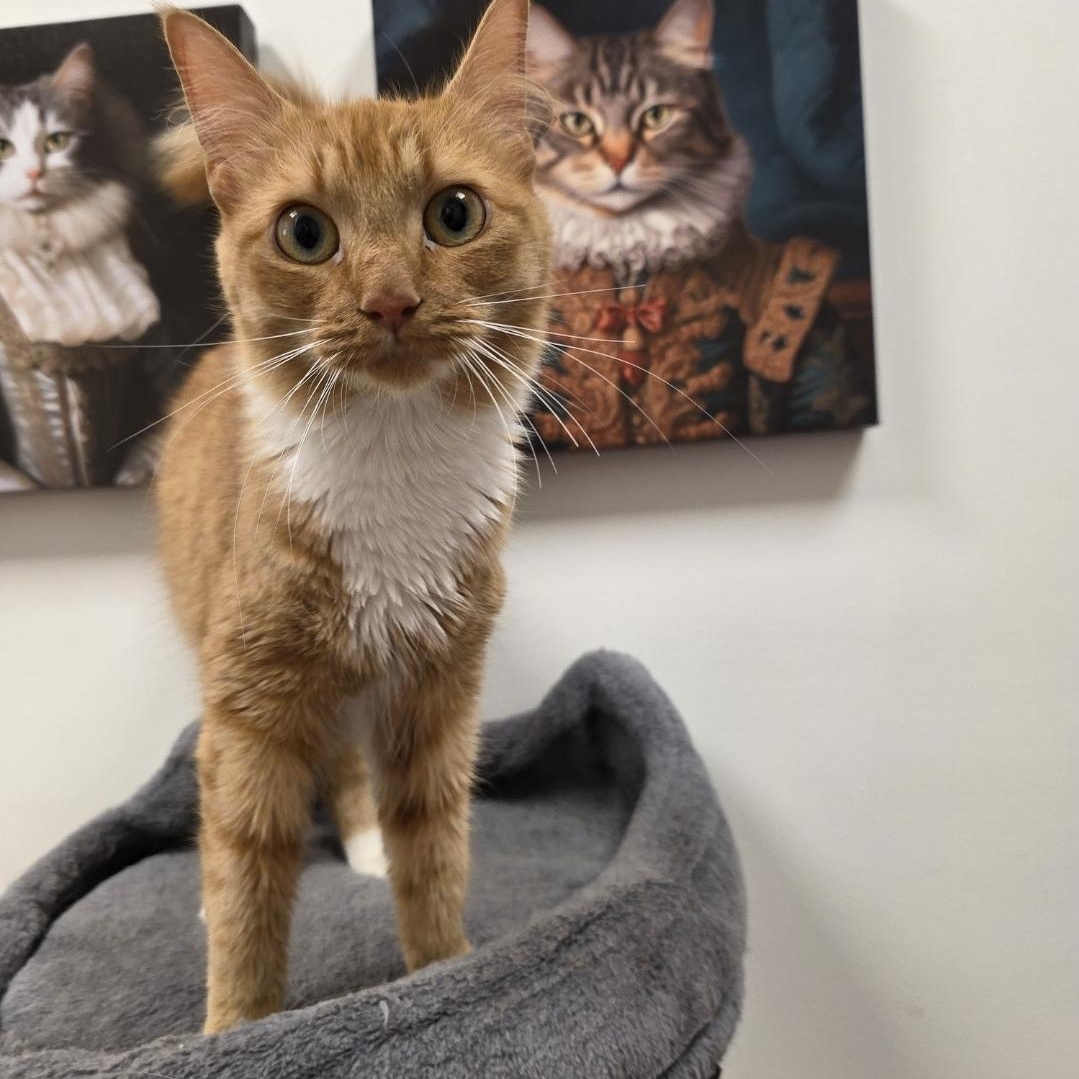 Enlarge Marmalade - Meet me at the Burnsville PetSmart, a Adopted mixed breed in Burnsville , MN image 1/4