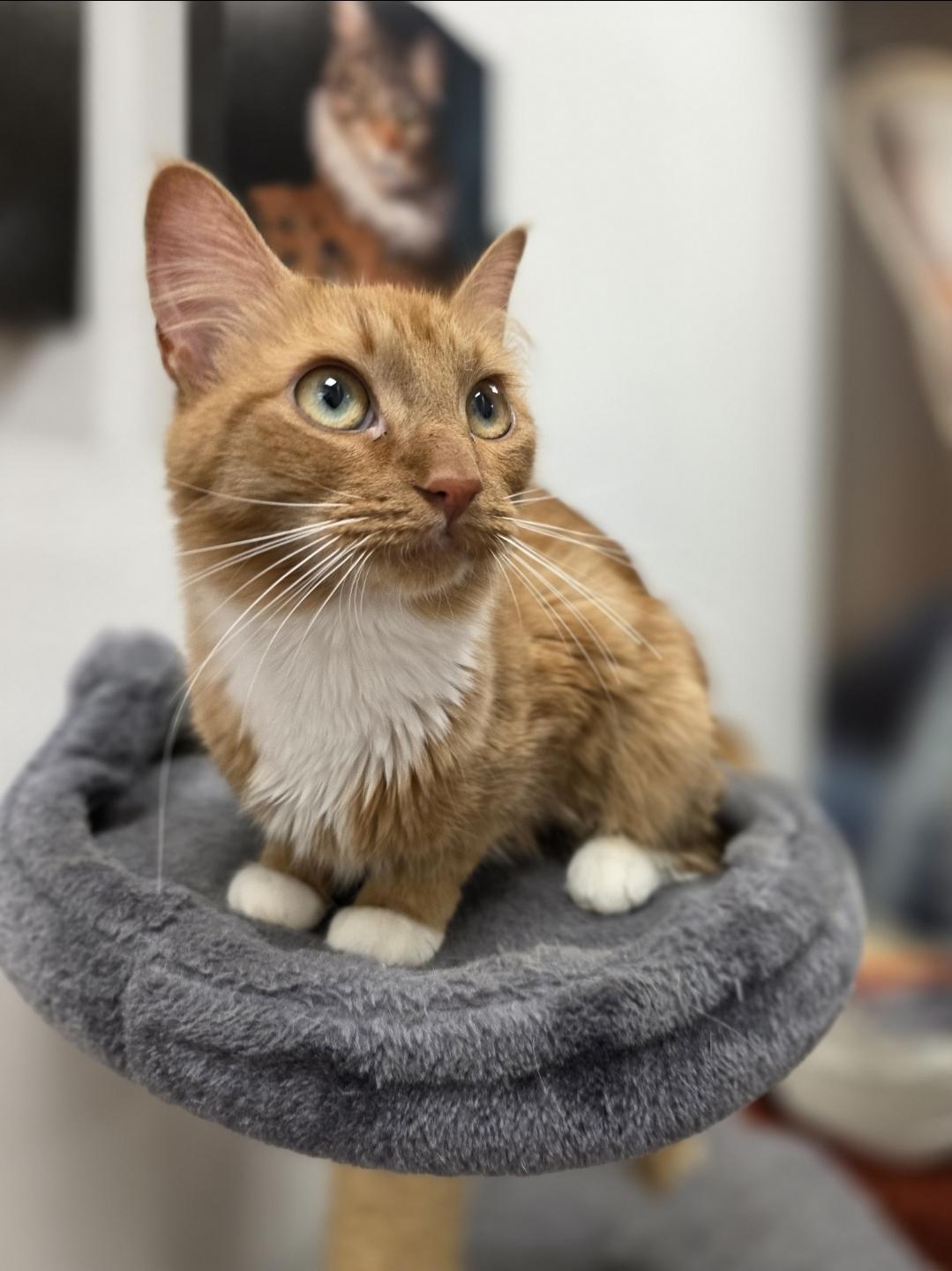 Enlarge Marmalade - Meet me at the Burnsville PetSmart, a Adopted mixed breed in Burnsville , MN image 3/4