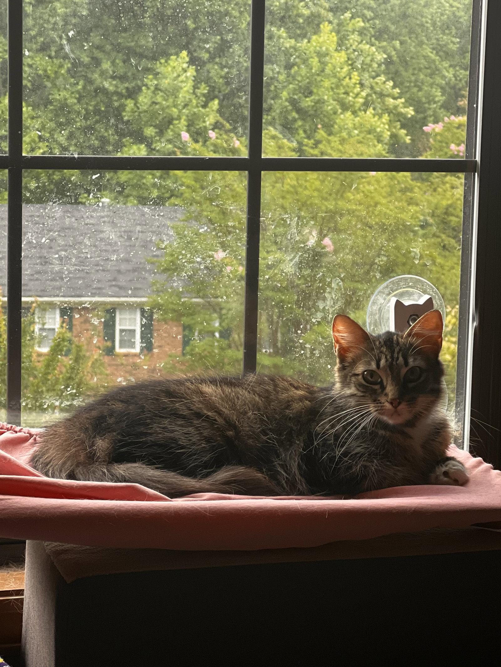 Ambrosia, Adopted, Young Female Domestic Medium Hair & Tabby.