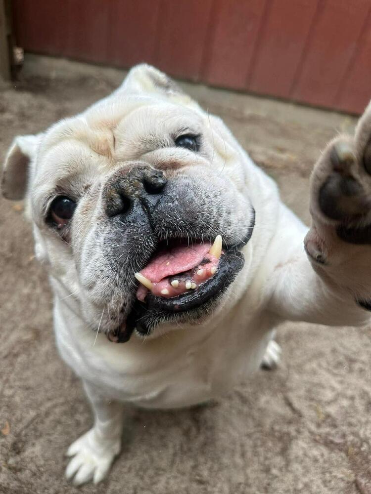 Enlarge Chungus, a Adoptable English Bulldog in Statesboro, GA image 1/4