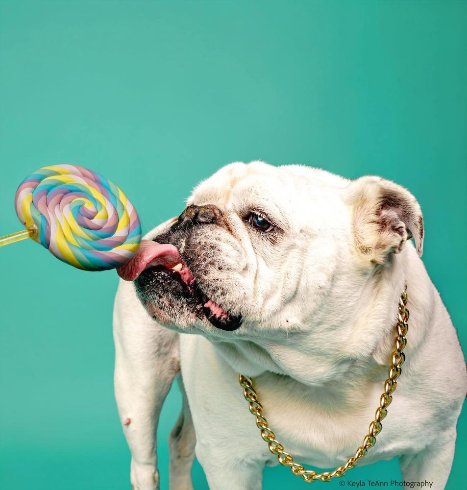 Enlarge Chungus, a Adoptable English Bulldog in Statesboro, GA image 3/4